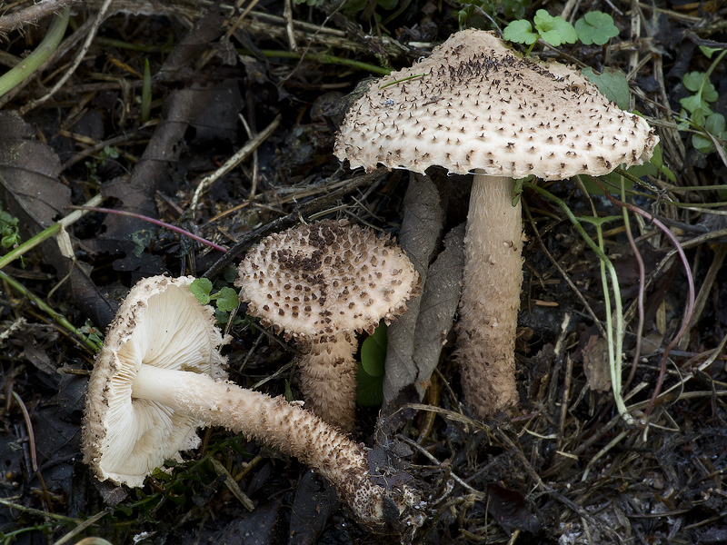 Lepiota echinacea